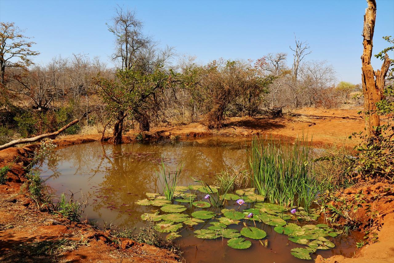 Lions Place Grietjie Game Reserve Exterior foto