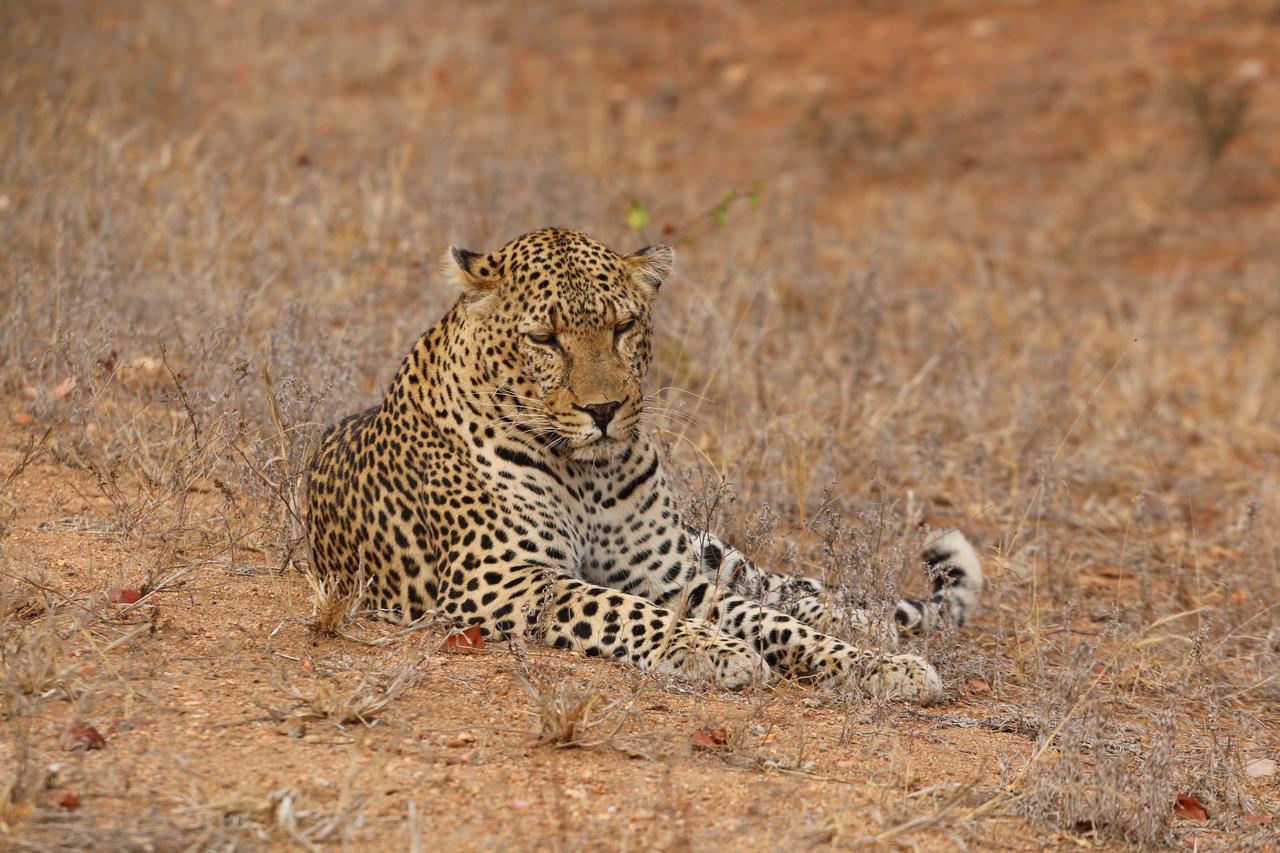 Lions Place Grietjie Game Reserve Exterior foto