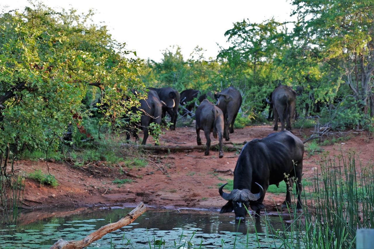 Lions Place Grietjie Game Reserve Exterior foto