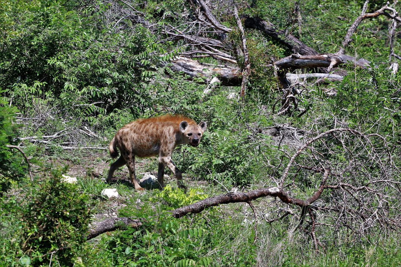 Lions Place Grietjie Game Reserve Exterior foto