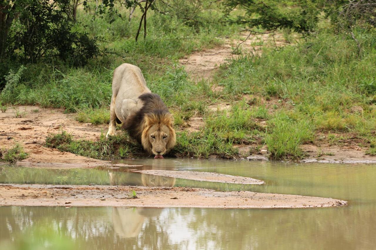 Lions Place Grietjie Game Reserve Exterior foto